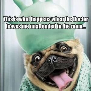 Meet your Posher, Adam